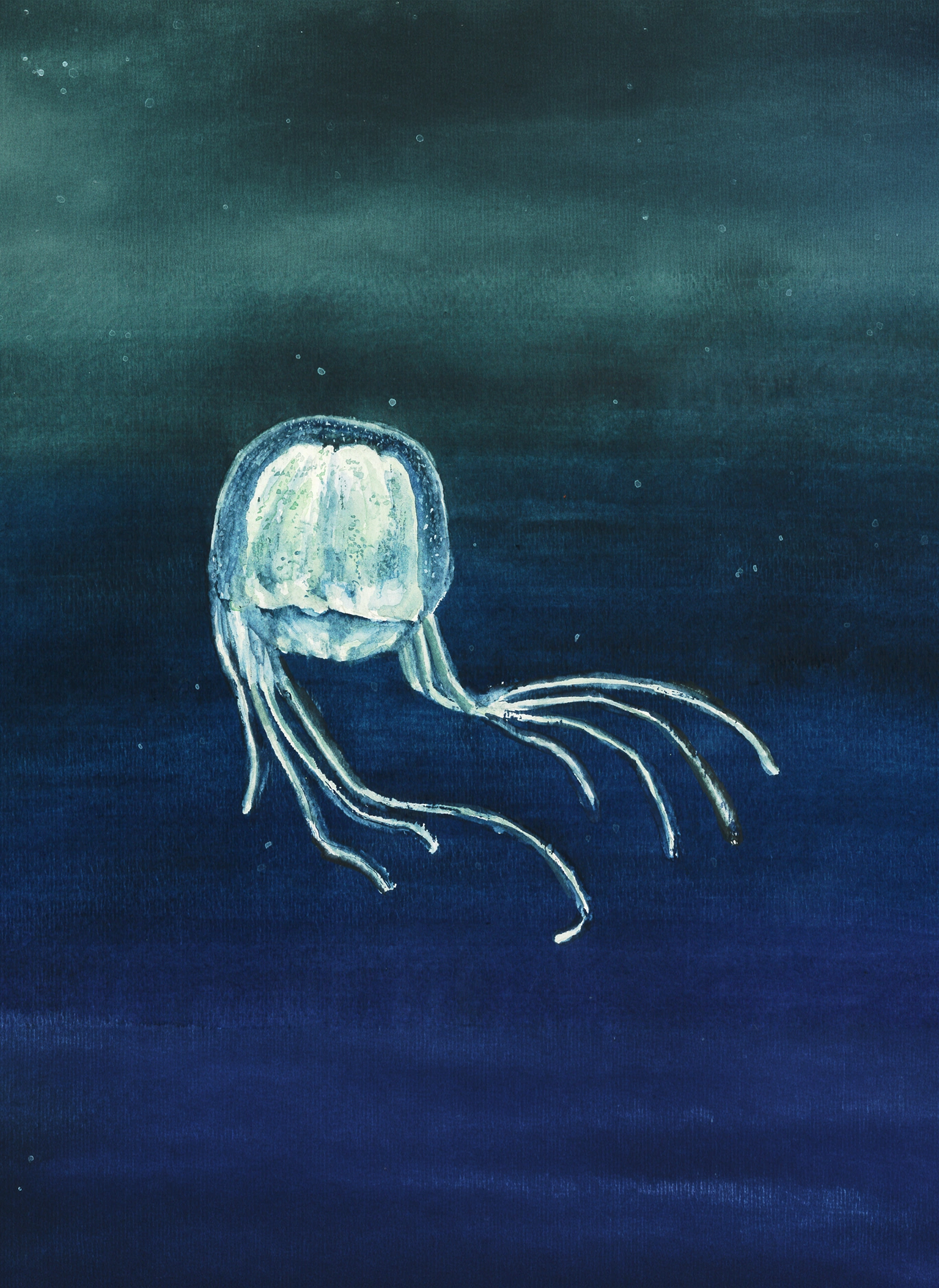 Mai Po box jellyfish | Croucher Foundation