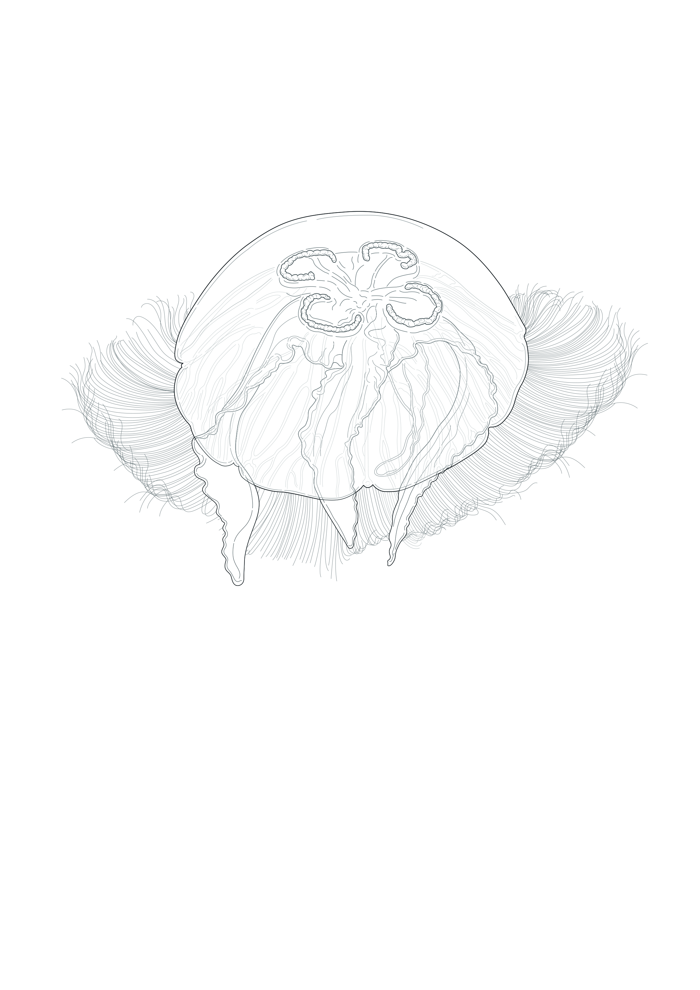Moon Jellyfish (aurelia)