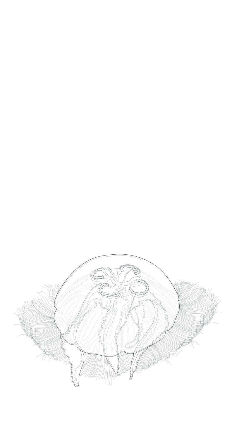 Moon Jellyfish (aurelia)